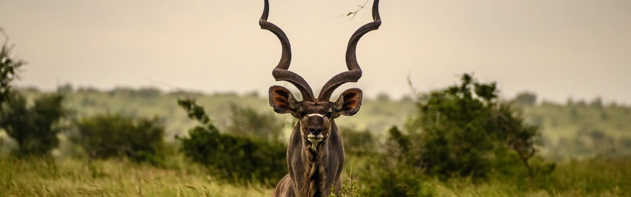 Aging Gracefully: How Dry Ager is Taming Wild Game in South Africa